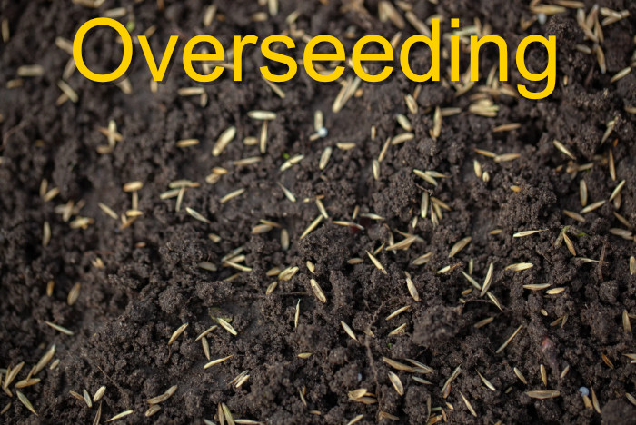 Overseeding your lawn